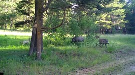 Türkiye: Unique moments of brown bears caught on camera scratching against trees in eastern Türkiye​​​​​​​