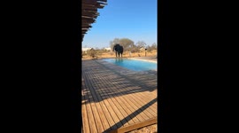 Holidaymakers arrive at hotel to find elephant drinking from their pool