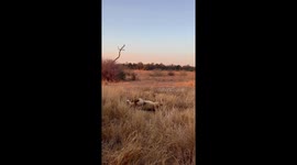 Lion Rolling in Kruger National Park after hunting and feasting on its catch