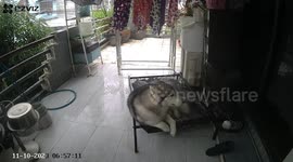 Clothesline topples over on startled pet Siberian Husky dog