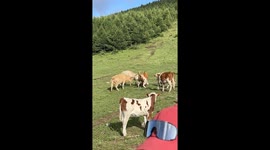 Cows attack hiker on hillside China