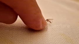 Delicate homemade pie with raisinsThe Mosquito Hero Resists and Doesn't Want to Die