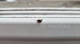 I squashed a mosquito that attacked me