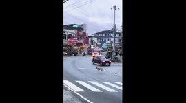 Dog Has Close Call With Moving Ambulance