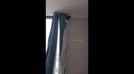 Cluster of potter wasp nests found hidden inside curtain in Santiago, Chile