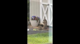 Curious baby groundhog climbs flowerpot while family snacks in Delaware, USA