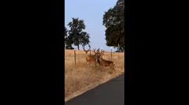 Mule deer herd crosses fence, one left behind in Placerville, California, USA