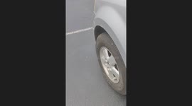 I get home from work The baby ducks are hiding in the bush waiting to see me so I could feed them dinner before they go to bed