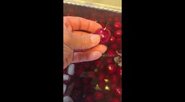 Larvae emerge from freshly picked cherries during soaking in Bend, Oregon, USA