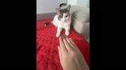 temp