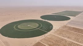 China: China harvests first desert-grown oats