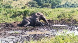 Elephant goes to sleep in a mud wallow during our Safari from Durban