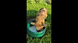 George is our pet kunekune pig. He was rejected by his mom and we had to pan feeding him goats milk. It is now his favorite treat.