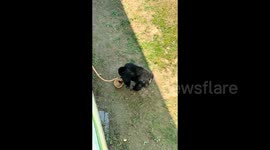 Incredible moment chimpanzee returns tourist's glasses by gently placing them into basket