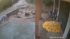 Dog narrowly escapes flash flood in Guizhou, China