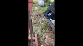 Bird defends nest from close inspection in Pocahontas, Arkansas, USA