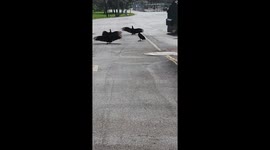 Black vultures spotted near dumpster in Fort Myers, Florida, USA
