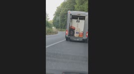 Goat on a Dangerous Ride