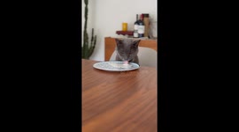 Cute cat sitting at a dinner table eating his dinner / drinking his milk.