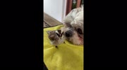 temp