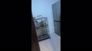 temp