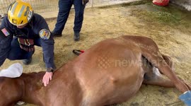 US: Eli The Brave Mule Rescued After Hours Of Struggle In Trabuco Canyon