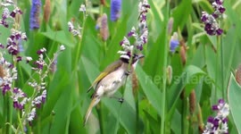 China: China's birdwatching frenzy fuels photography equipment sales