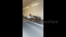 Horses block road in China to protect collapsed foal in heartbreaking scene