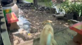 Helpful pet dog collects money from restaurant customers