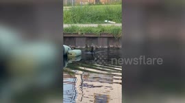 Cormorant wrestles with eel in London canal