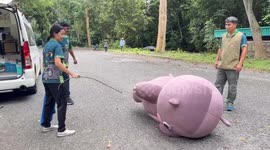 Zoo staff rehearse from baby hippo Moo Deng escaping from enclosure