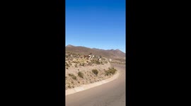 Llama's hilarious fall whilst attempting to leap over road's barrier