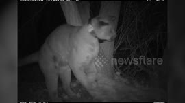 GPS-Collared Mountain Lion Returns for Roadkill Encore Meal