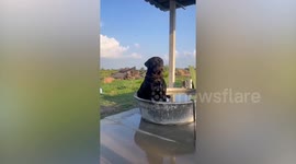 Pet Rottweiler relaxes in water-filled basin