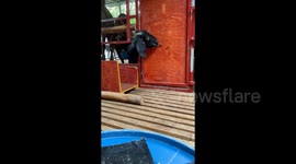 Clever goat manages to unlock pen gate