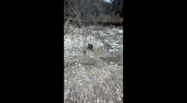 A Man Captures a Elaphurus Davidianus