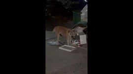 A Dog Rummages through Garbage