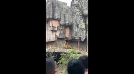 Tigre invadiu a área do leão, no zoológico