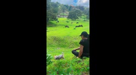 Dog sprints toward horses during bonding moment in Guadalajara, Mexico
