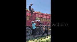 Skilled workers use woven bags to smoothly load watermelons with precision