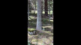 Unexpected Encounter With a Lynx Family