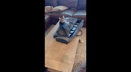 Cat Claims Xylophone