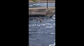 Surfing geese steal the show on Nottingham’s Whitewater course