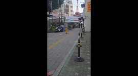 Seoul Cat Strolls Through City On Shoulder