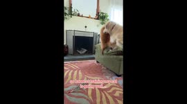 Cat hilariously enters fight mode mid-harness training, nearly takes out TV in Portland