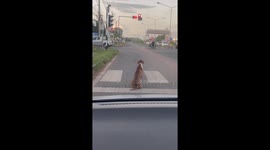 Pet dog waits patiently alongside motorists for lights to change colour