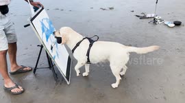 Brush in mouth, heart on canvas!  India’s first dog artist paints with purpose-compassion, to raise funds for animal welfare