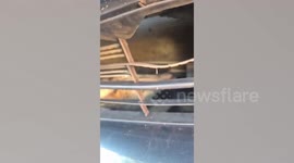 Fox hit by car and stuck in grille is rescued by firemen