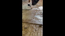 Frech Bulldog puppy cuddles up with calf best friend