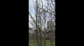 Locust army invades Ukraine countryside